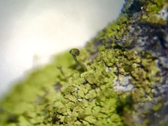 Chaenotheca chrysocephala