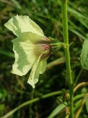 Hibiscus nigricaulis