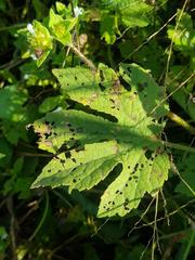 Hibiscus nigricaulis