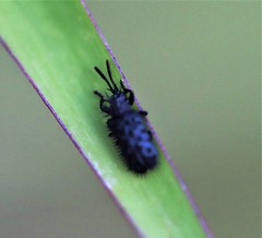 Hispellinus multispinosus