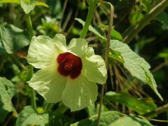 Hibiscus nigricaulis