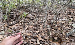 Dichanthelium patentifolium