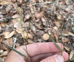 Dichanthelium patentifolium