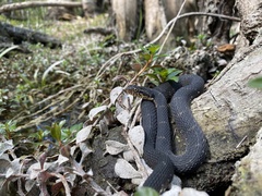 Nerodia fasciata image