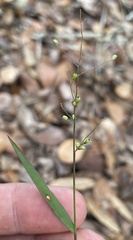 Dichanthelium patentifolium