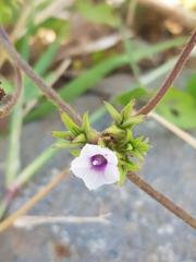 Ipomoea sinensis blepharosepala