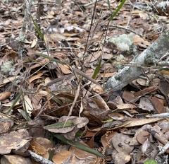 Dichanthelium patentifolium