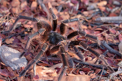 Acanthoscurria natalensis