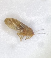 Euglyptoneura minuta