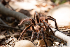 Acanthoscurria natalensis