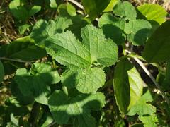 Peponium caledonicum