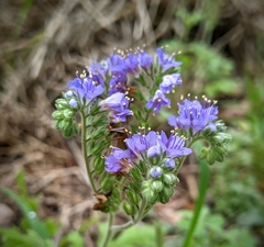 Phacelia congesta