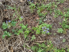 Phacelia congesta