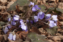 Hepatica transsilvanica