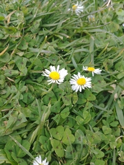 Bellis perennis