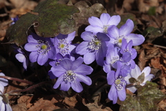 Hepatica transsilvanica