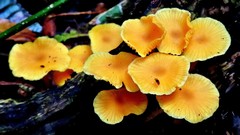 Marasmius rhyssophyllus