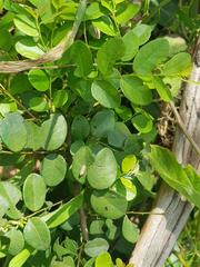 Phyllanthus reticulatus