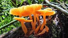 Marasmius rhyssophyllus