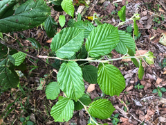 Rubus kawakamii