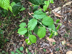 Rubus kawakamii