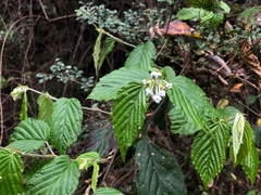 Rubus kawakamii