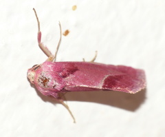 Acontia accola