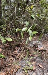 Dichanthelium webberianum