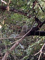 Callosciurus erythraeus