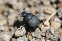 Boreocanthon simplex