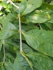 Vangueria madagascariensis