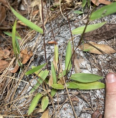 Dichanthelium webberianum