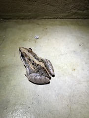 Ptychadena mossambica