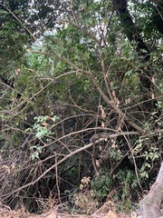 Callosciurus erythraeus