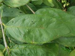 Vangueria madagascariensis