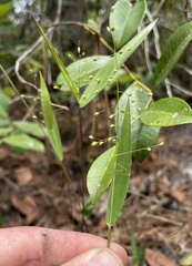 Dichanthelium webberianum