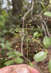 Dichanthelium webberianum