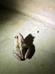 Ptychadena mossambica