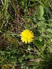 Taraxacum officinale