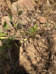 Scorpiurus muricatus