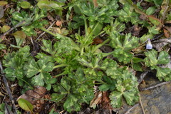 Ranunculus serpens polyanthemophyllus