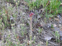 Plantago afra