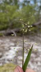 Dichanthelium webberianum