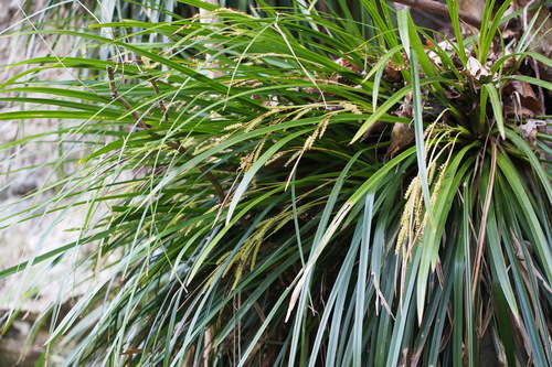 Image of Carex morrowii by (c) harum.koh, some rights reserved (CC BY-SA)