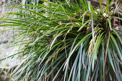 Carex morrowii