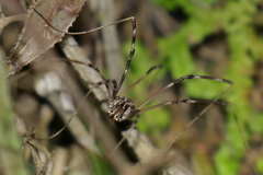 Dicranopalpus pulchellus
