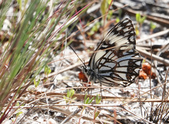 Melanargia occitanica