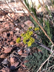 Lomatium foeniculaceum