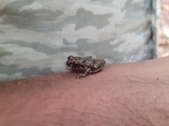 Raorchestes tuberohumerus