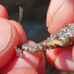 Raorchestes tuberohumerus